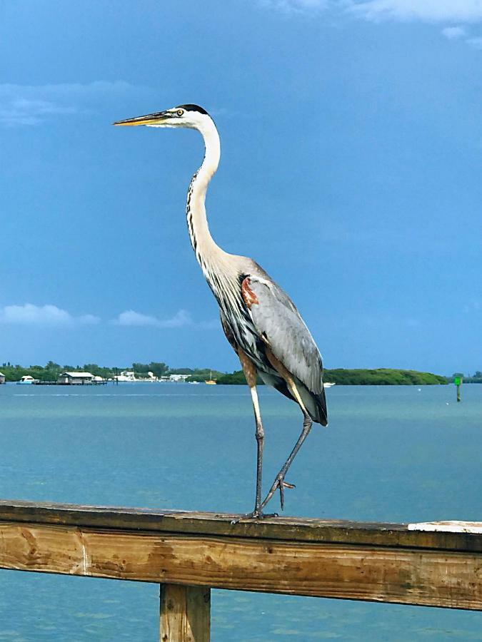 Shorewalk Full Condo Lake View Near To Beach Img Bradenton Extérieur photo